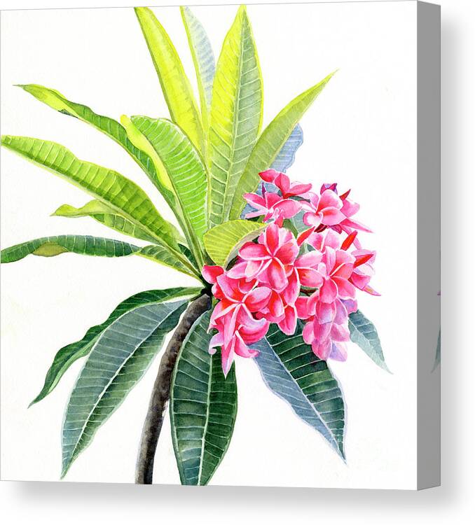 Pink Canvas Print featuring the painting Pink Plumeria Flowers and Leaves by Sharon Freeman