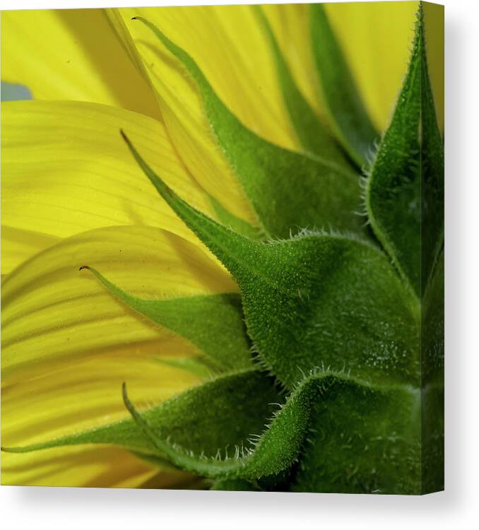 Yellow Canvas Print featuring the photograph Pointed by Cathy Kovarik