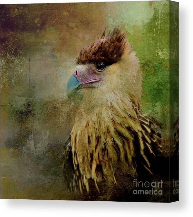 Caracara Canvas Print featuring the mixed media Portrait of a Young Caracara by Kathy Kelly