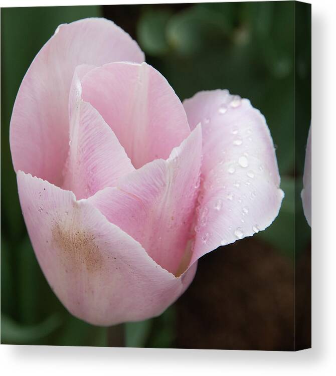 Flower Canvas Print featuring the photograph Pretty in Pink by Masami IIDA