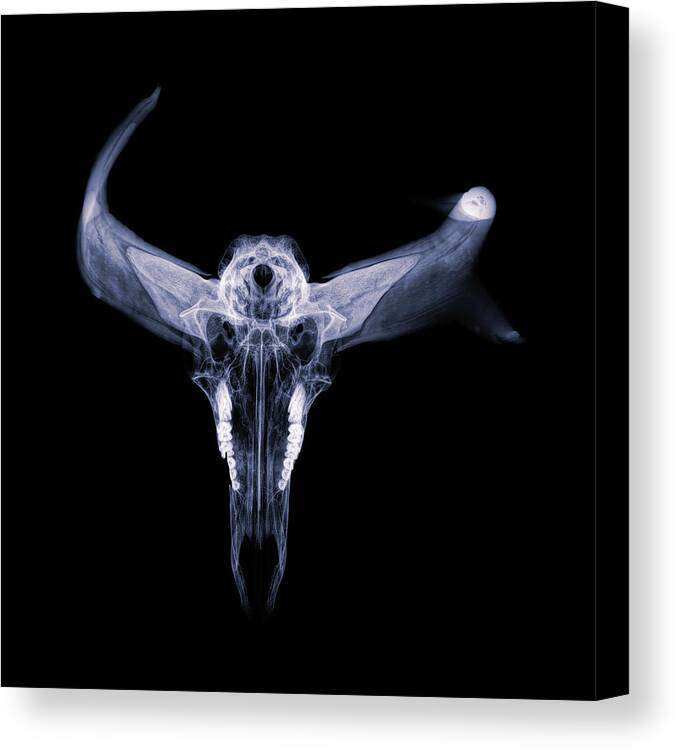 Kansas Canvas Print featuring the photograph Pronghorn x-ray 07 by Rob Graham