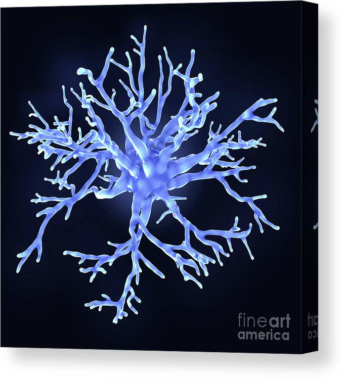 Artwork Canvas Print featuring the photograph Protoplasmic Astrocyte by Juan Gaertner/science Photo Library