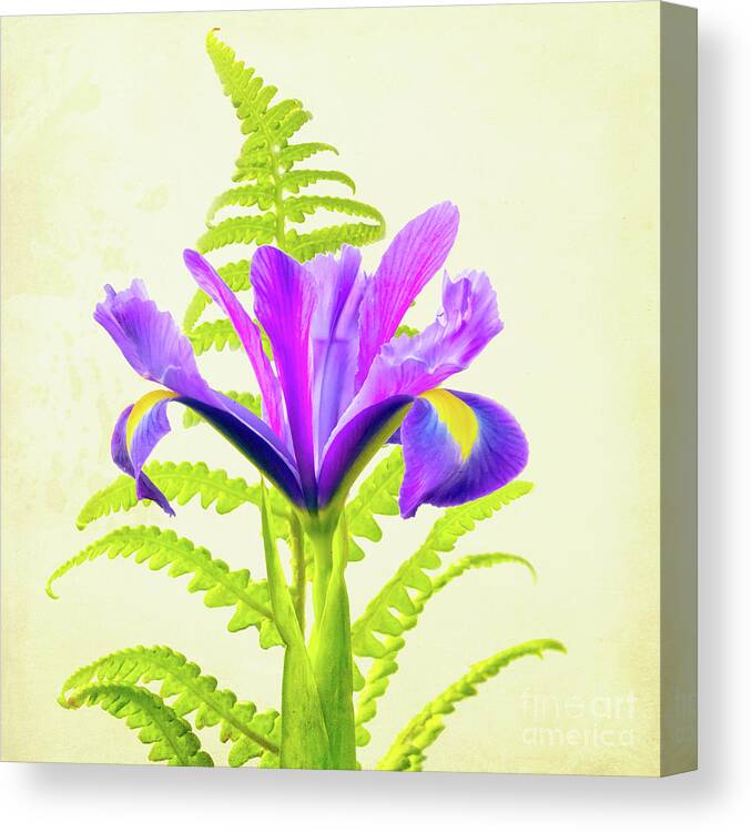 Flower Canvas Print featuring the photograph Purple and Blue Iris by Terri Waters