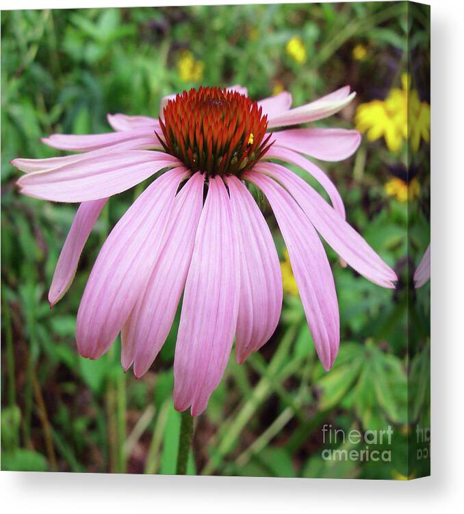 Echinacea Canvas Print featuring the photograph Purple Coneflower 35 by Amy E Fraser