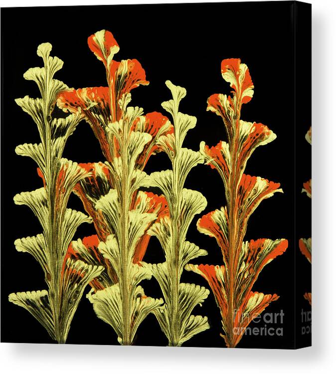 Poured Acrylics Canvas Print featuring the painting Red and Gold Floral by Lucy Arnold
