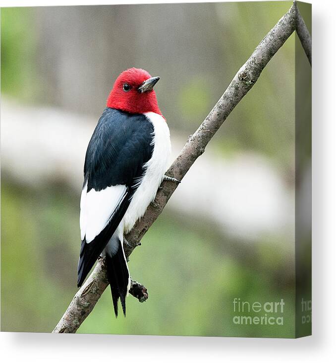 Bird Canvas Print featuring the photograph Red Headed Woodpecker by Dennis Hammer