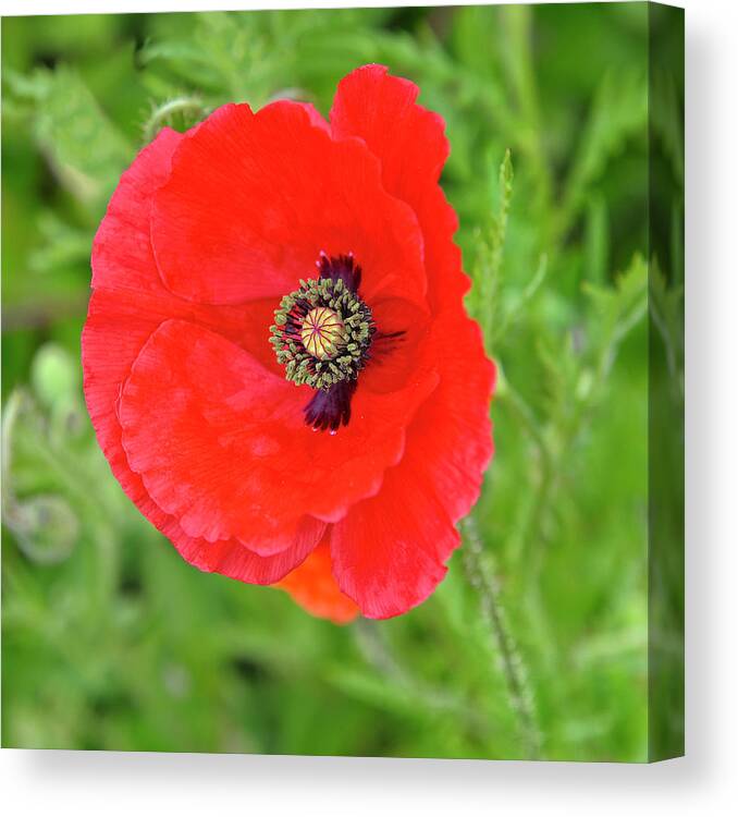 Red Poppy Canvas Print featuring the photograph Red Poppy Square by Marianne Campolongo