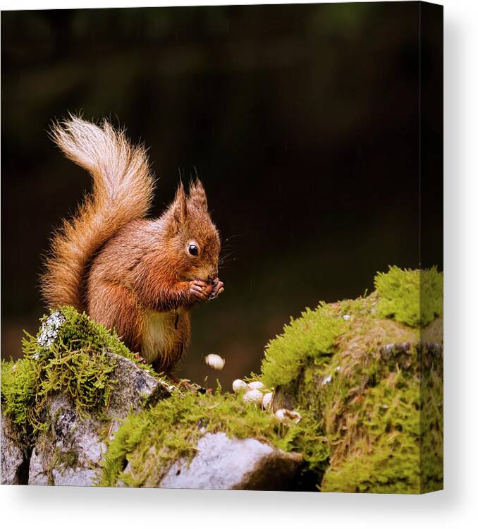 Nut Canvas Print featuring the photograph Red Squirrel Eating Nuts by Blackcatphotos