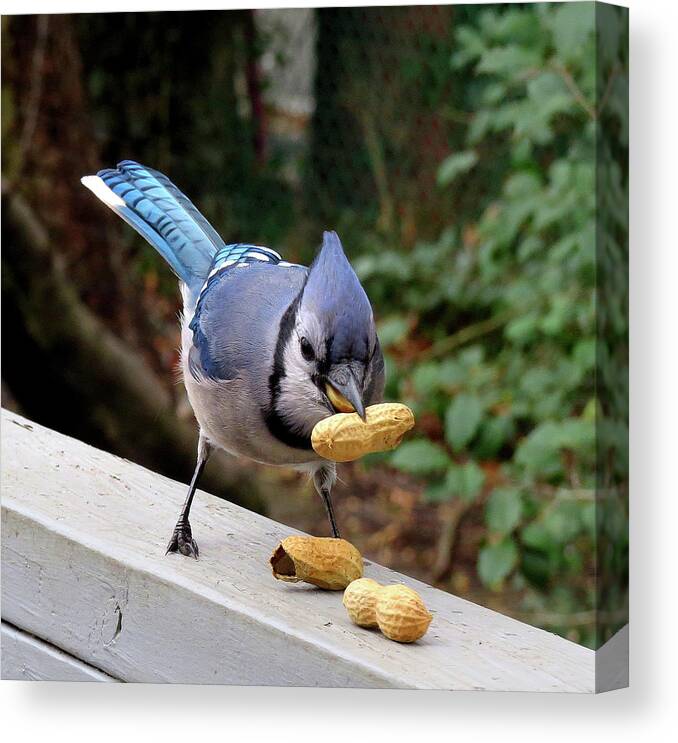 Blue Jay Canvas Print featuring the photograph Relax... I Got This. by Linda Stern