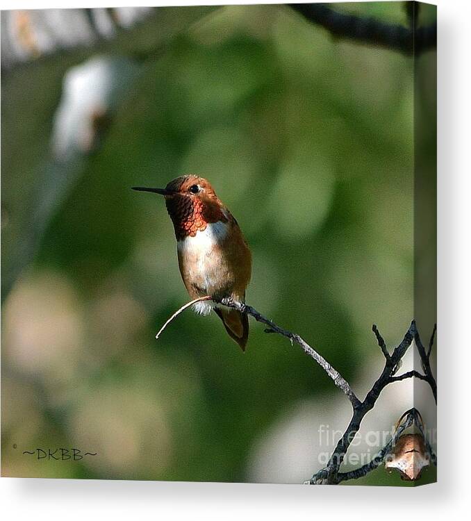 Hummingbird Canvas Print featuring the photograph Resting Rufous by Dorrene BrownButterfield
