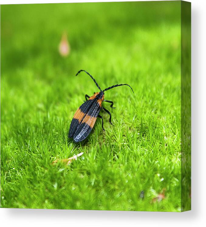 Reticulated Netwinged Beetle Canvas Print featuring the photograph Reticulated Netwinged Beetle by Brenda Petrella Photography Llc