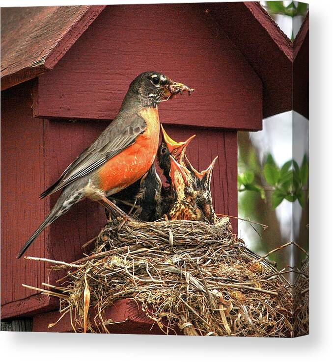 Robins Nest Feeding Bird’s Chick’s Brood 4 Chicks’ Worms Robin Redbreast Female Male Feeding Time Spring First Brood Red Robin Trees Babies Baby Nesting Canvas Print featuring the photograph Robin Feed by David Matthews