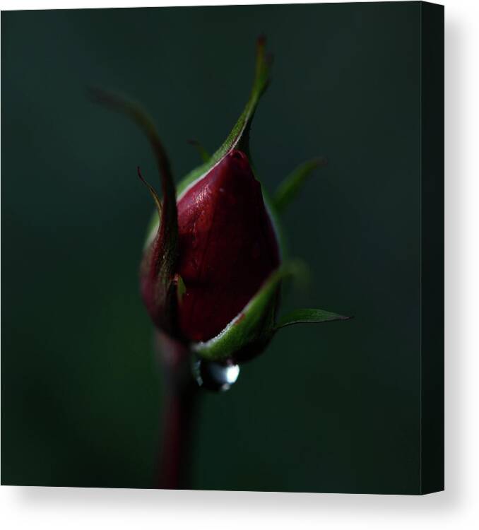 Lodi Canvas Print featuring the photograph Rose Bud by Les Hirondelles Photography