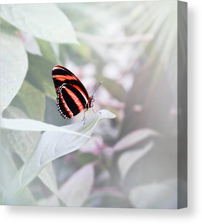 Butterfly Canvas Print featuring the photograph Banded Orange Heliconian - Dryadula phaetusa by Jaroslav Buna