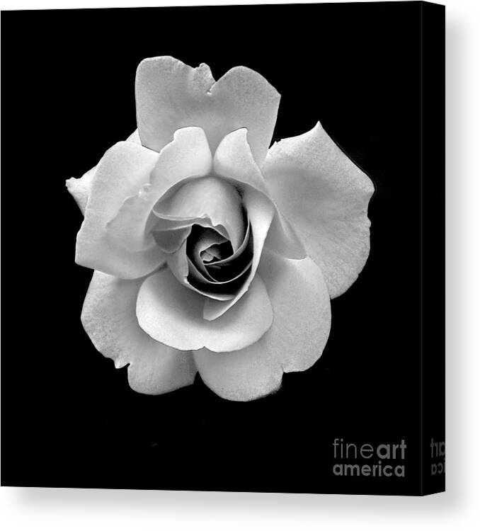 Flowers Canvas Print featuring the photograph Rose in Gray Tone by Dianne Morgado