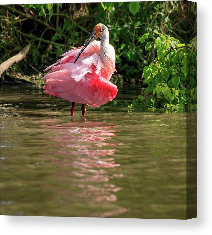 Spoonbill Canvas Print featuring the photograph Roseate Spoonbill by JASawyer Imaging
