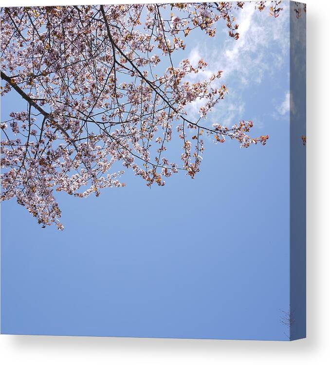 Hokkaido Canvas Print featuring the photograph Sakura Cherry Blossom by Kaochan madeleine