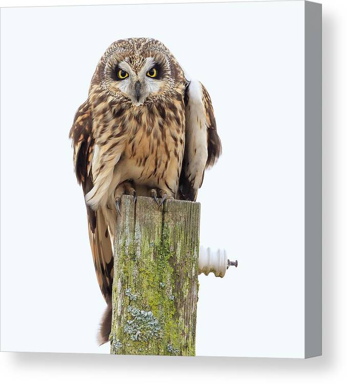 Seo Canvas Print featuring the photograph Scowling Owl by Briand Sanderson