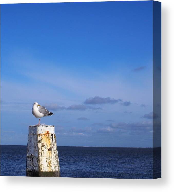 Schiermonnikoog Canvas Print featuring the photograph Seagull by © Jos Mecklenfeld