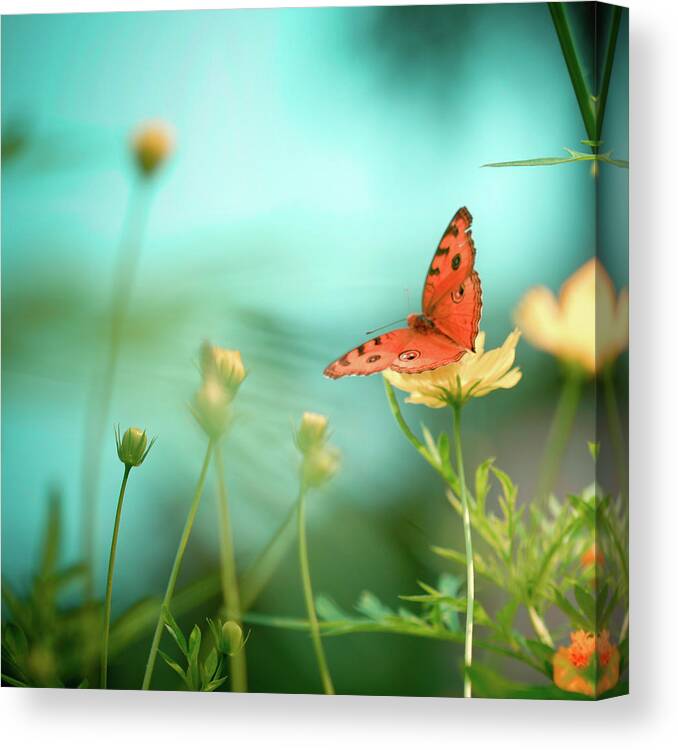 Animal Themes Canvas Print featuring the photograph She Rests In Beauty by Patricia Ramos