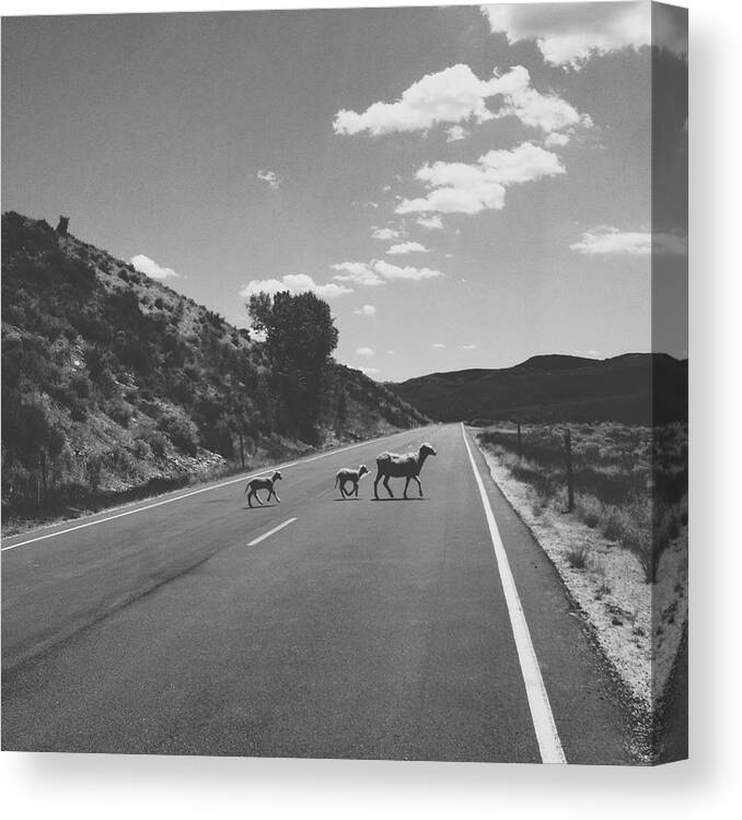 Animal Canvas Print featuring the photograph Sheep Crossing by Kevinruss