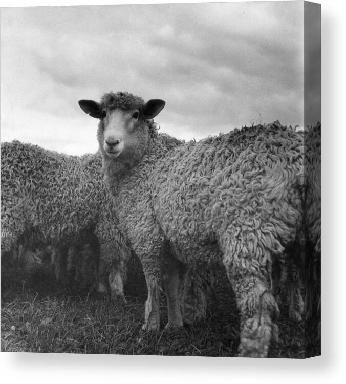 1950-1959 Canvas Print featuring the photograph Sheep by W. J. Stirling