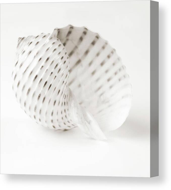 Shell Bw 01 Canvas Print featuring the photograph Shell Bw 01 by Tom Quartermaine