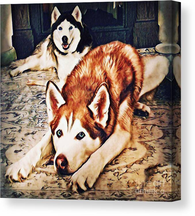 Siberian Canvas Print featuring the photograph Siberian Huskies at Rest A22119 by Mas Art Studio