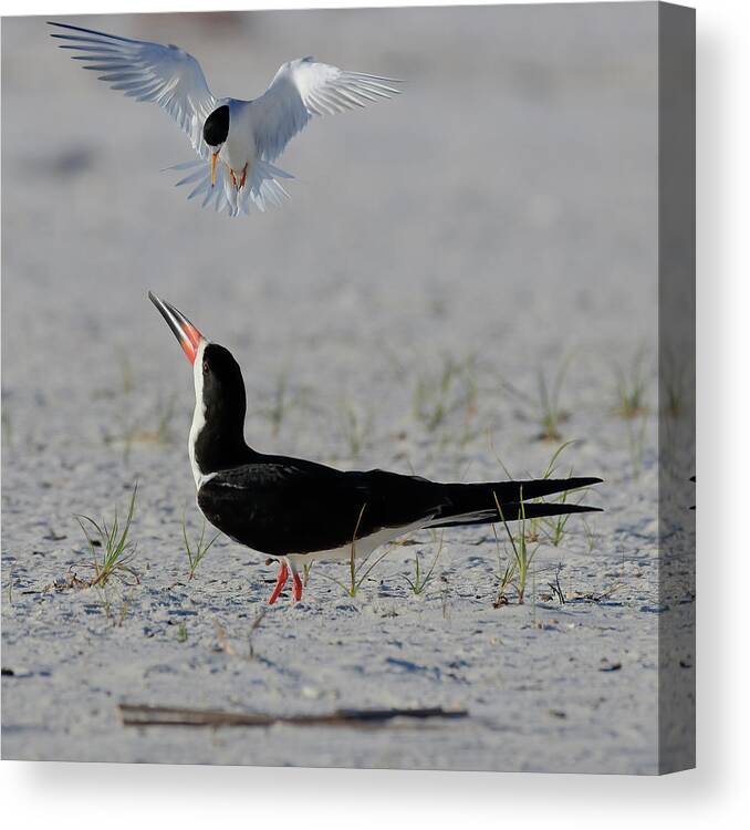 Shorebirds Canvas Print featuring the photograph Skimmer Vs Least Tern by JASawyer Imaging