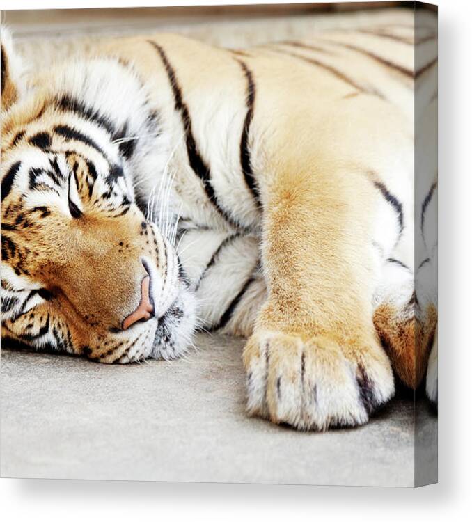 One Animal Canvas Print featuring the photograph Sleeping Tiger, Chiang Mai, Thailand by Ivanmateev