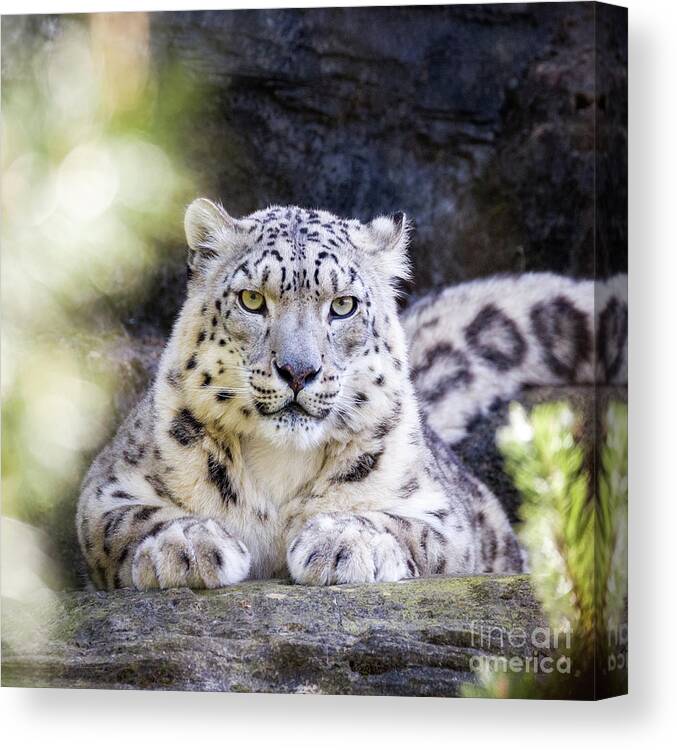 Feline Canvas Print featuring the photograph Snow leopard by Jane Rix
