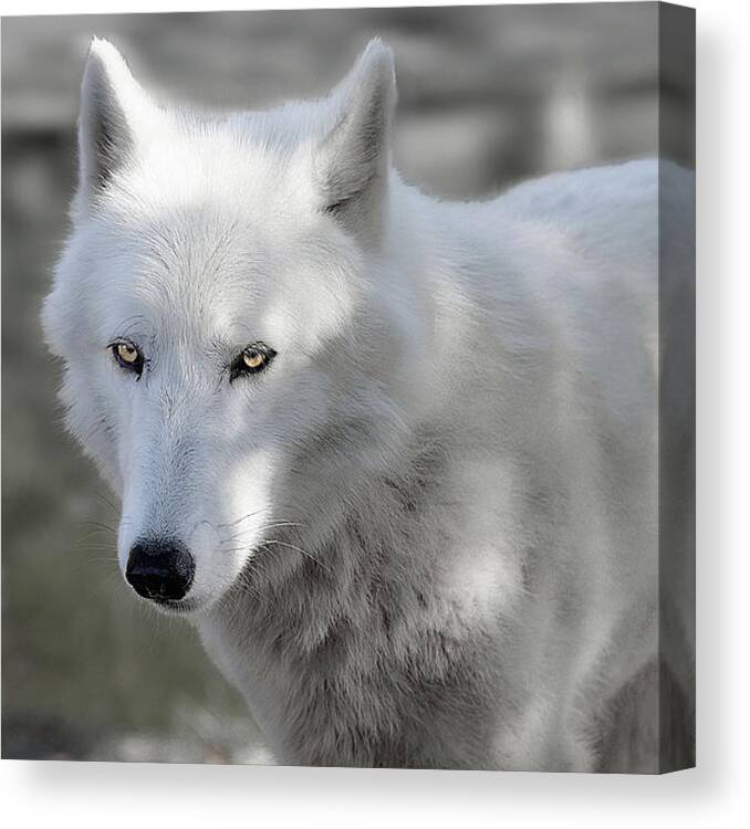 Wolf Canvas Print featuring the photograph Snow Wolf by Jeannee Gannuch