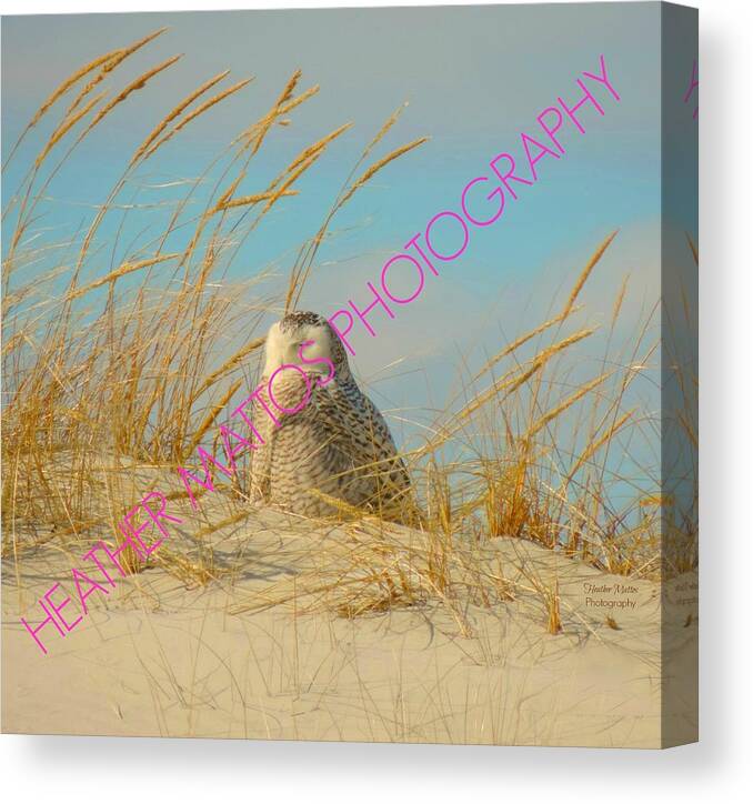Snowy White Owl Canvas Print featuring the photograph Snowy White Owl - Plymouth, MA by Heather M Photography