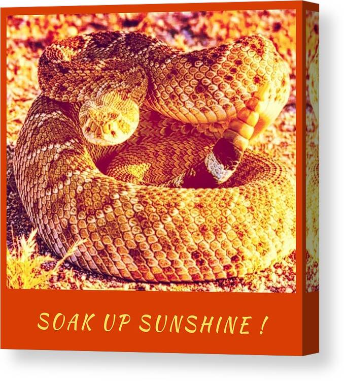 Snake Canvas Print featuring the photograph Soak Up Sunshine by Judy Kennedy