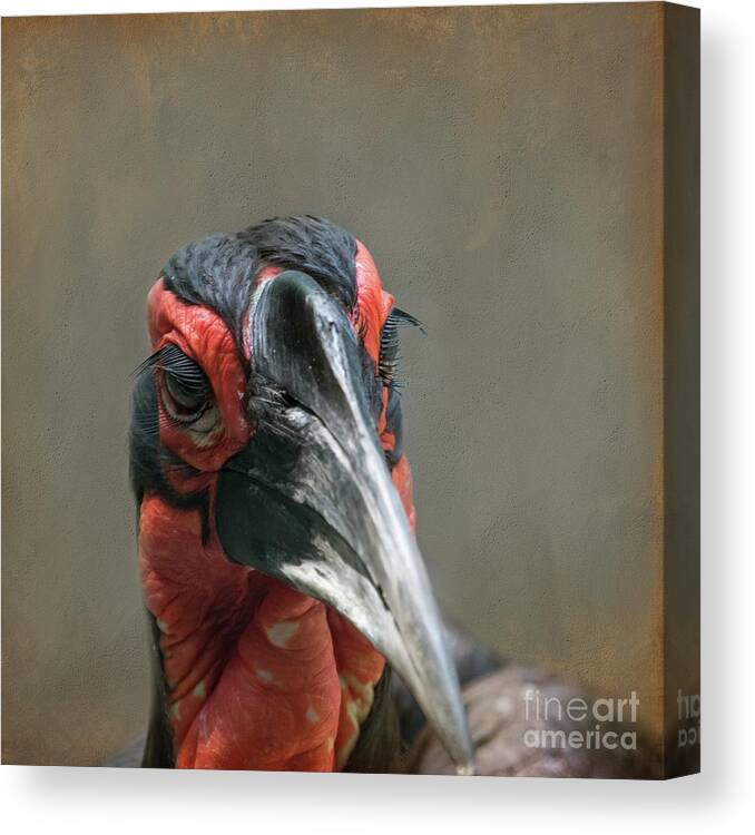 Southern Ground Hornbill Canvas Print featuring the photograph Southern Ground Hornbill by Eva Lechner