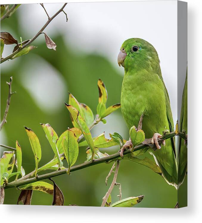 Colombia Canvas Print featuring the photograph Spectacled Parrotlet Orquideas del Tolima Ibague Colombia by Adam Rainoff