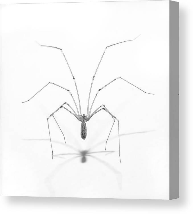 Spider Canvas Print featuring the photograph Spider Pose by Vincenzo Piazza