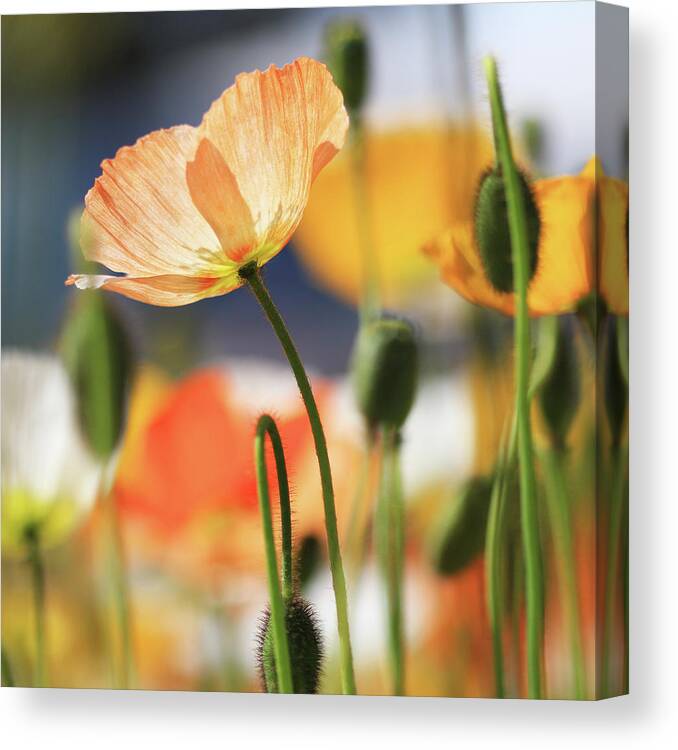 Spring Poppies Canvas Print featuring the photograph Spring Poppies by Incredi