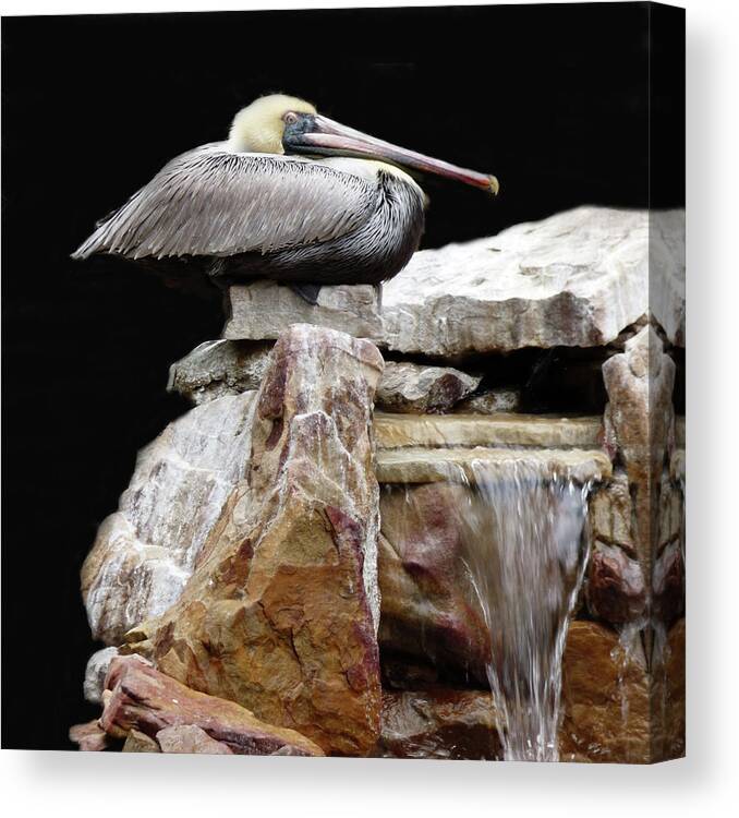 Tropical Canvas Print featuring the mixed media Squatting Pelican by Sharon Williams Eng