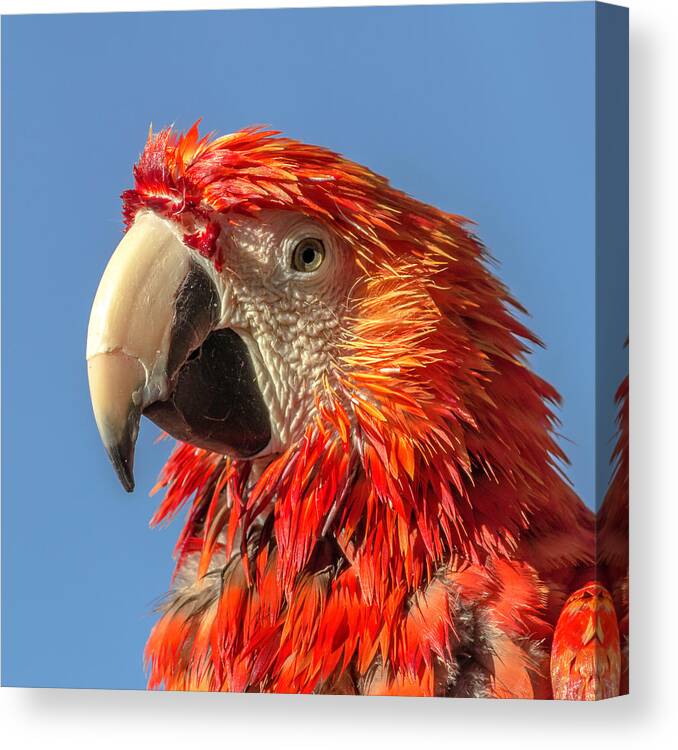 Arizona Canvas Print featuring the photograph Squawk by Darrell Foster
