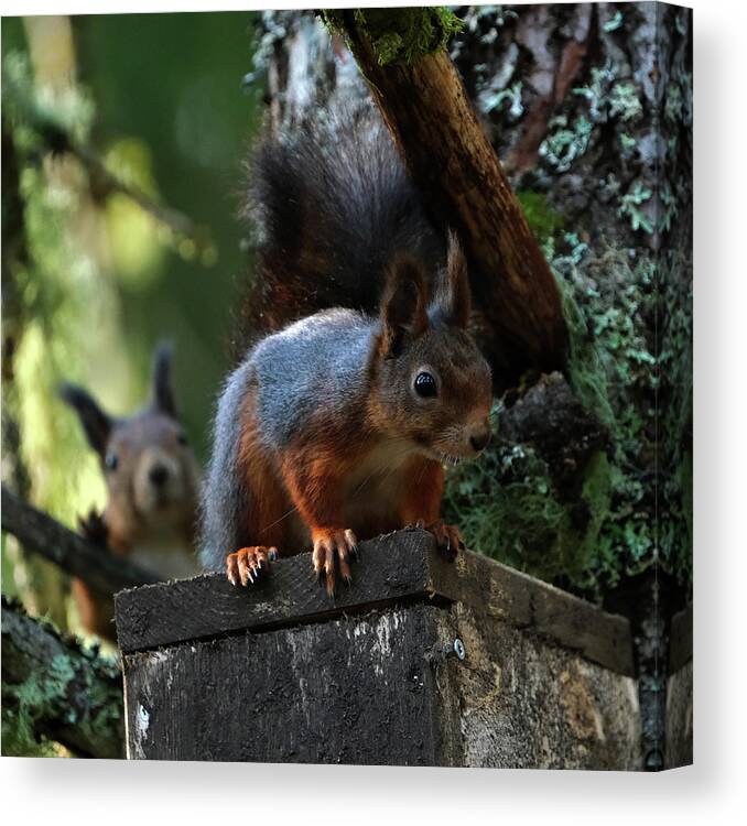 Sweden Canvas Print featuring the pyrography Squirrels by Magnus Haellquist