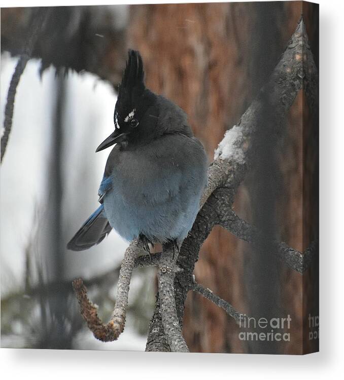 Stellar's Jay Canvas Print featuring the photograph Stellar's Jay in Pine by Dorrene BrownButterfield