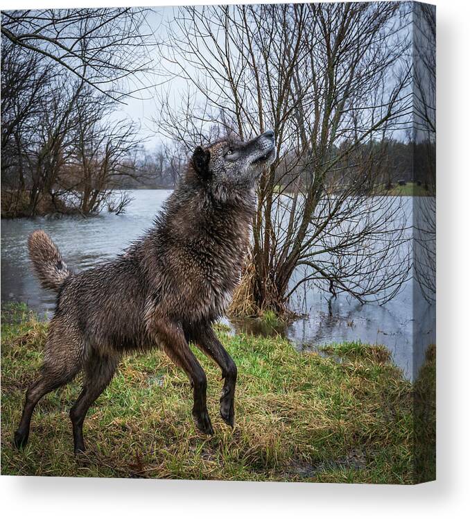 Black Wolf Wolves Canvas Print featuring the photograph Stick Get It by Laura Hedien
