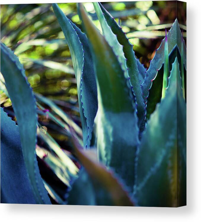 Photography Canvas Print featuring the photograph Succulent Vibes II by Sonja Quintero