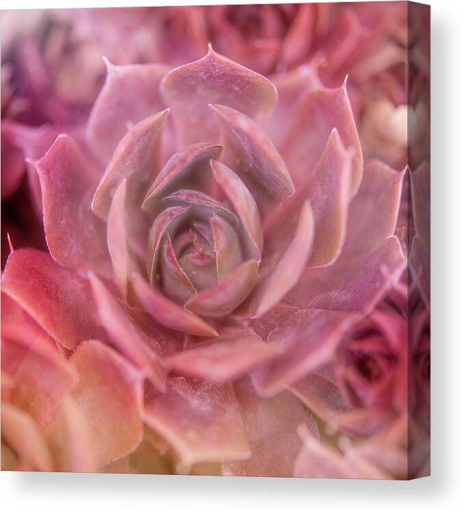 Succulents 04 Canvas Print featuring the mixed media Succulents 04 by Lightboxjournal