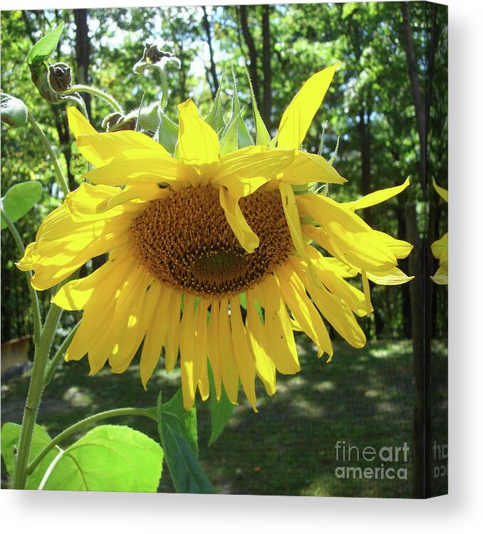 Sunflower Canvas Print featuring the photograph Sunflower 8 by Amy E Fraser