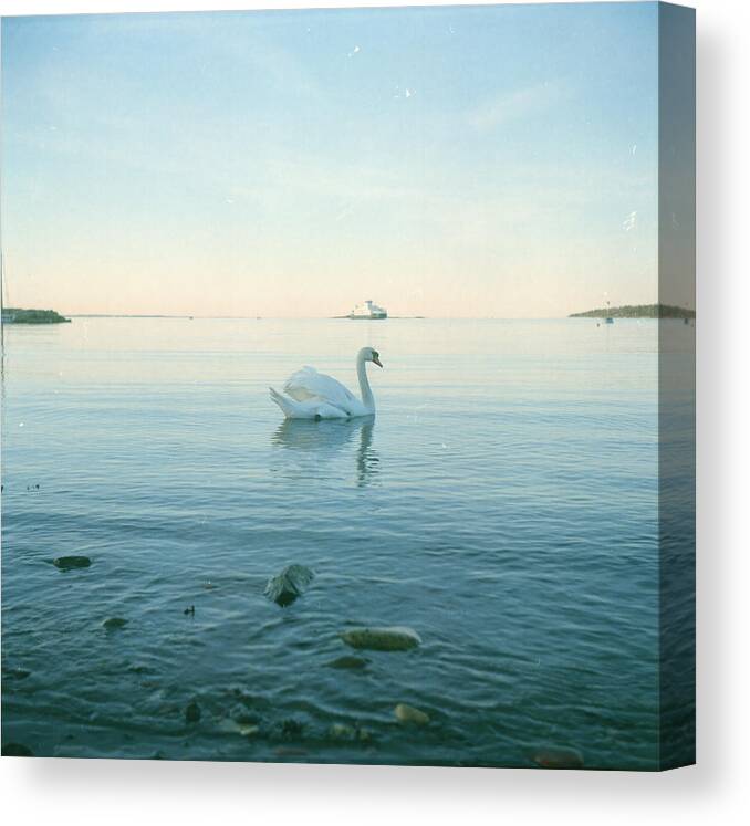 Animal Themes Canvas Print featuring the photograph Swan And Ferry by Eivind Oskarson