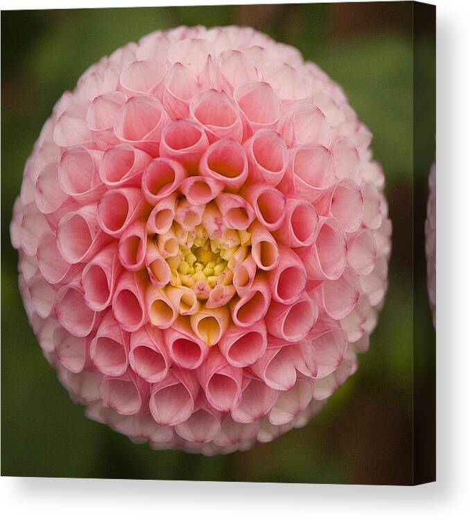 Symmetry Canvas Print featuring the photograph Symmetrical Dahlia by Brian Eberly