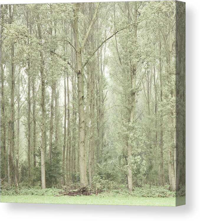 Netherlands Canvas Print featuring the photograph Tall Trees by Ineke Kamps