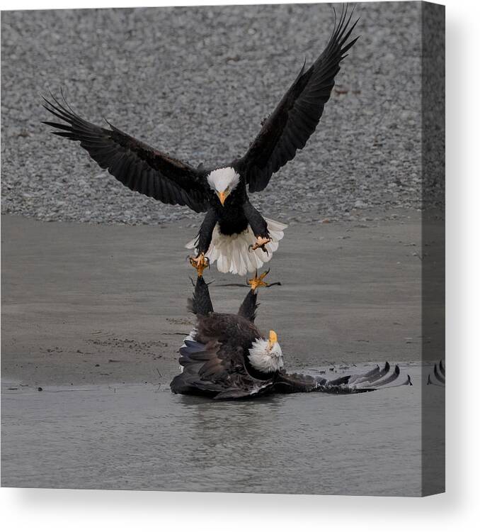 Nature Canvas Print featuring the photograph The Fighting Of A Pair Of Bald Eagles by Sheila Xu